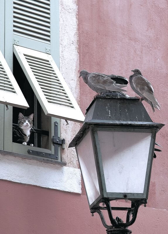 技术升级：新技术在篮球比赛中的应用实例，篮球技术已形成了进攻技术和什么两大类